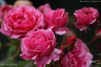 morden-ruby-1