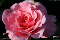 rosenproffesor-sieber