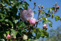 myflower1.jpg