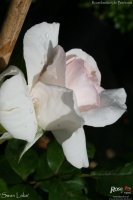 swan-lake-1