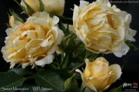 sweet-memories