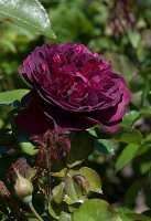 william_sheks_2000.jpg