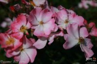 fleurette