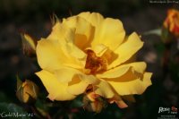 goldmarie-82