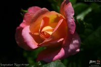 inspiration-2