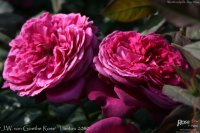 j-w-von-goethe-rose-2