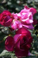 j-w-von-goethe-rose