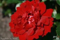 jugendliebe-2