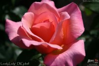 lovely-lady