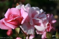 milrose