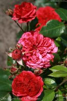 out-of-rosenheim-2