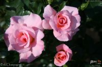 pink-champgane
