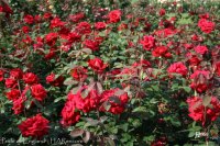 pride-of-england
