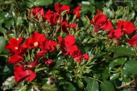 red-premonition-2