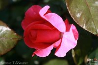 romanze
