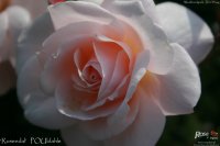 rosendal-2