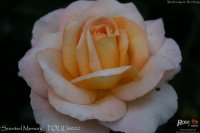 scented-memory
