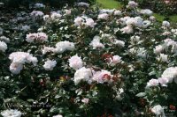 whiter-shade-of-pale-2