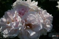 whiter-shade-of-pale-3