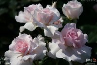 whiter-shade-of-pale