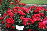blac-forrest-rose-2