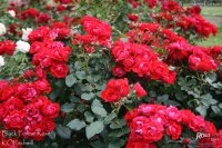 blac-forrest-rose-3