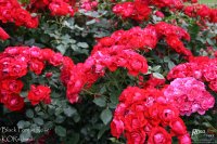 blac-forrest-rose-4