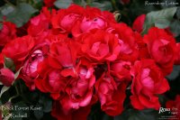blac-forrest-rose