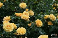 golden-smiles-2