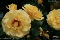 golden-smiles
