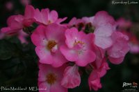 phlox-meidiland