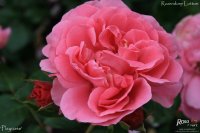 playrose