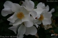 pretty-snow