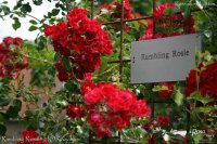 rambling-rosie-3