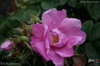 rosa-rugosa-pink-roadrunner2