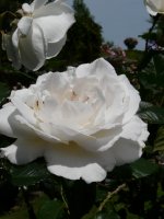 margaret-merril-2.jpg