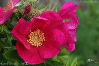 rote-hannover