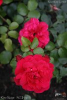 rote-woge