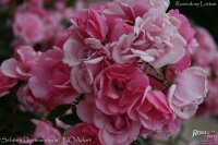 schone-dortmunderin-2