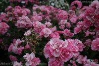 schone-dortmunderin-3