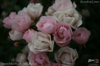 sweetmeidiland