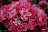 unicef-rose-2