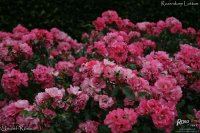 unicef-rose