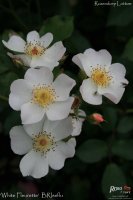 white-fleurette