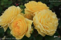 yellow-meilove