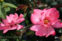 alissar-princess-of-phoenicia