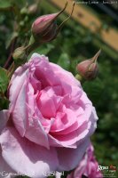 gertrude-jekyll