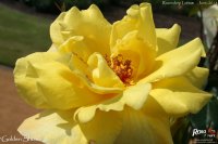 golden-shower