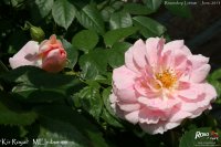 kir-royal-2