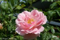kir-royal